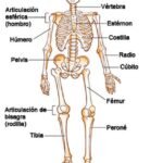 CÓMO FORTALECER EL SISTEMA ÓSEO